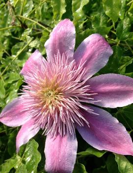 Clematis Empress™ ('Evipo011') (PP16072)