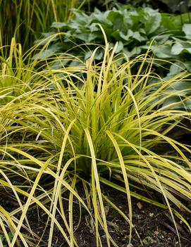 Carex oshimensis EverColor® ('Everillo') (PP21002)