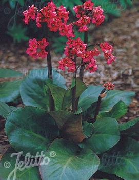 Bergenia cordifolia Winter Glow ('Winterglut')