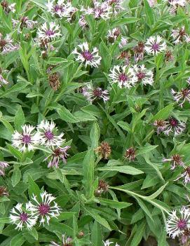 Centaurea montana 'Amethyst in Snow' (PP18284, COPF)