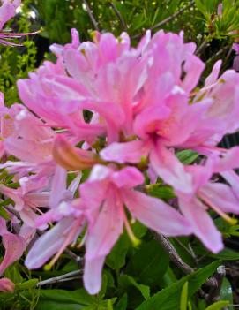 Azalea 'Western Lights'