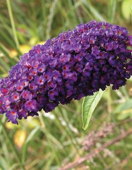 Buddleia davidii 'Black Knight'