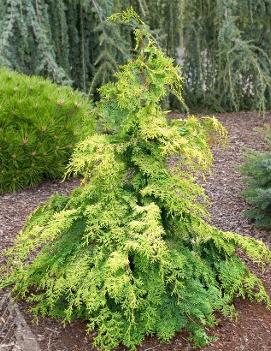 Chamaecyparis obtusa 'Crippsii'