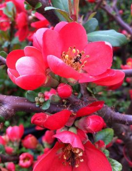 Chaenomeles speciosa 'Rubra'