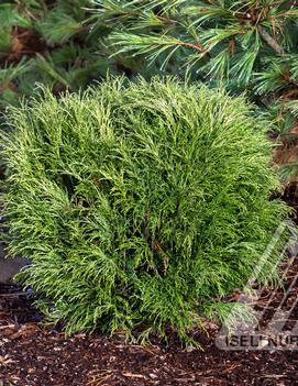 Chamaecyparis pisifera 'Angel Hair'