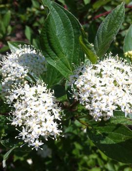 Cornus alba 'Sibirica'