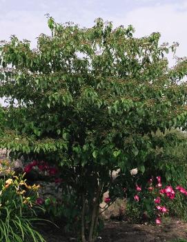 Cornus alternifolia