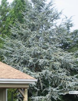 Cedrus atlantica 'Glauca'