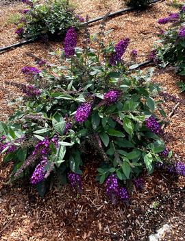 Buddleia x Blueberry Pie™ ('PODvb9-15') (USPPAF, CPBRAF)