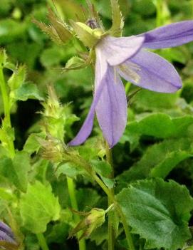 Campanula poscharskyana