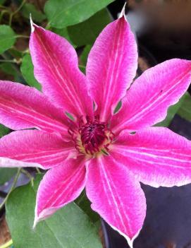 Clematis 'Lincoln Star'