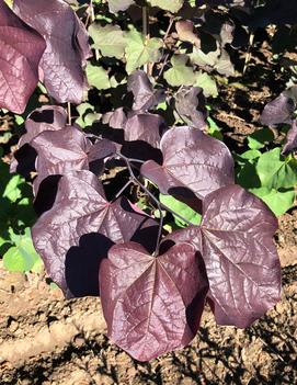 Cercis canadensis Midnight Express™ ('RNI-RCC3') (PPAF)