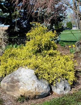 Chamaecyparis pisifera 'Golden Mops'