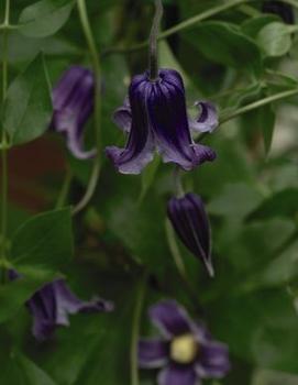 Clematis 'Rooguchi'