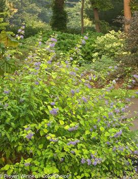 Caryopteris incana Sunshine Blue® ('Jason') (PPAF, CPBR2316)