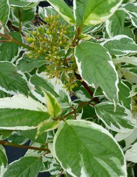 Cornus alba 'Sibirica Variegata'