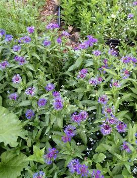 Centaurea montana