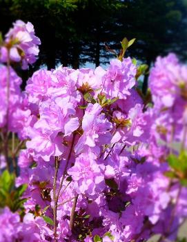 Azalea (Rhododendron) 'Elsie Lee'