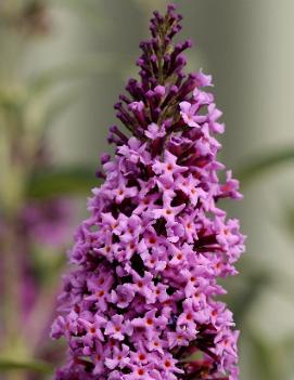 Buddleia Flutterby® Pink ('Podaras #9') (PP#22065)