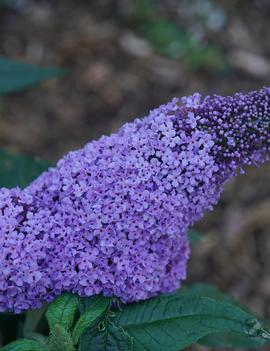 Buddleia x Pugster Amethyst® ('SMNBDL') (USPP 30,236, Can PBRAF)