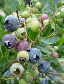 Blueberry 'Bluegold'