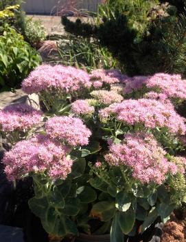 Sedum spectabile 'Brilliant'