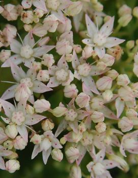 Sedum x 'Thundercloud' (PP21833)