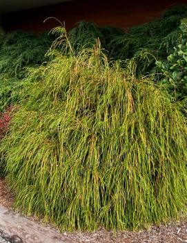 Thuja plicata 'Whipcord'