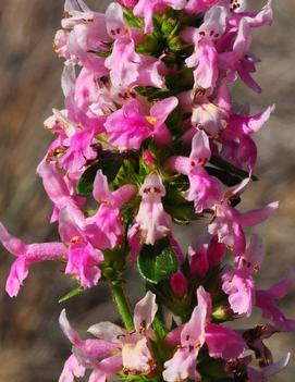 Stachys officinalis 'Pink Cotton Candy' (PP21436)