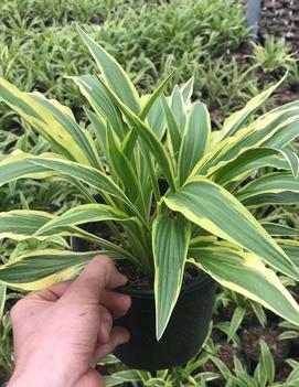 Hosta 'Sandhill Crane'