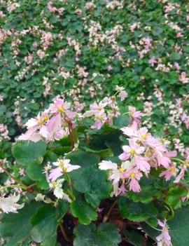 Saxifraga fortunei 'Cheap Confections'