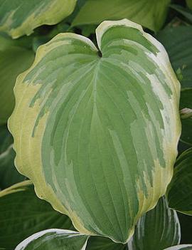 Hosta 'The King'