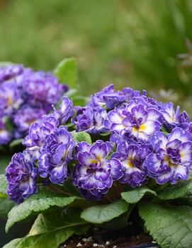 Primula vulgaris 'Blue Ripples' (PPAF)