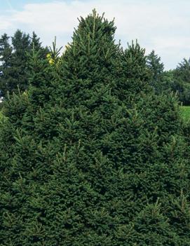 Picea abies 'Elegans'