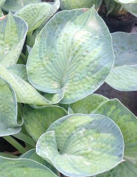 Hosta 'Tokudama Aureonebulosa'