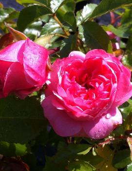 Rosa Royal Bonica™ ('MEImodac') (PP8840, COPF)