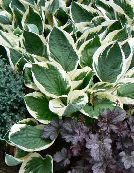 Hosta 'Minuteman'