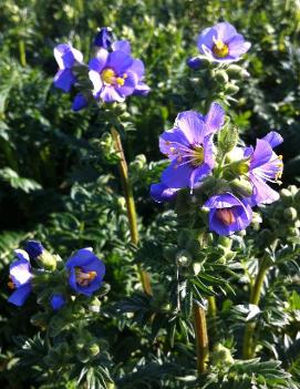 Polemonium boreale 'Heavenly Habit'