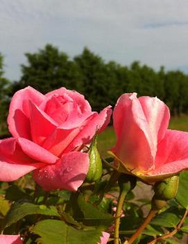 Rosa 'Prairie Princess'