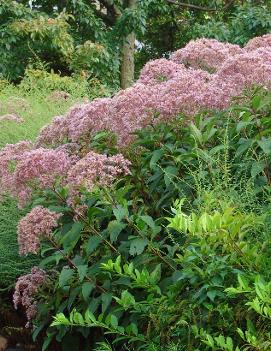 Eupatorium fistulosum