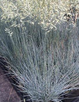 Festuca glauca 'Solling'