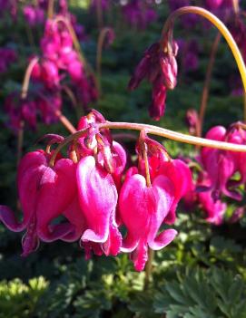 Dicentra x 'King of Hearts'