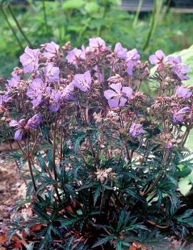 Geranium pratense 'New Dimension' (PP15941)