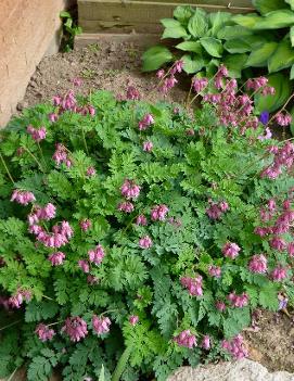 Dicentra formosa 'Luxuriant'