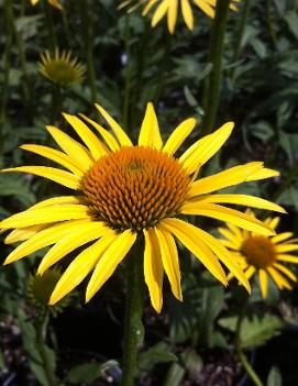 Echinacea x 'Maui Sunshine' (PP22808, COPF)