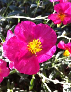 Helianthemum nummularium 'Belgravia Rose'