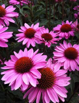 Echinacea x 'Gemini Pink' (PP22102)