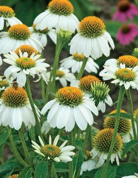 Echinacea purpurea PowWow® White ('Pas702918')