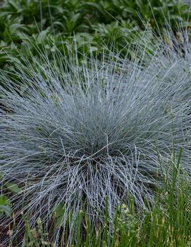 Festuca glauca 'Blue Whiskers' (PP29200)