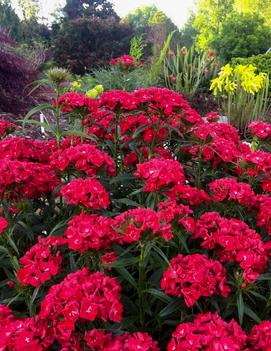 Dianthus barbatus 'Scarlet Fever' (PP30454)